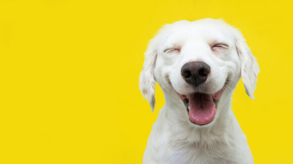 Happy,Puppy,Dog,Smiling,On,Isolated,Yellow,Background.