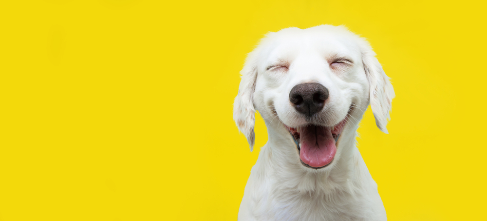 Happy,Puppy,Dog,Smiling,On,Isolated,Yellow,Background.