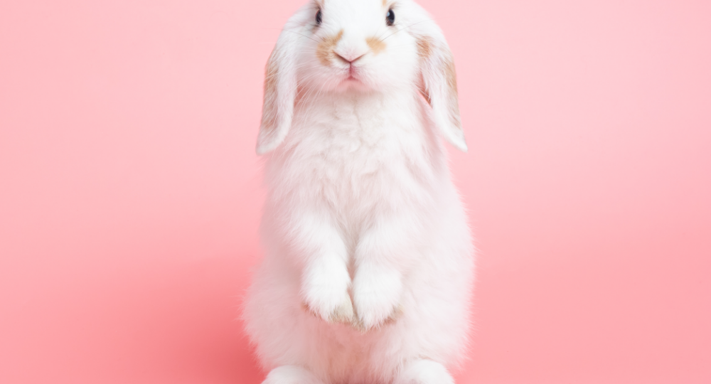 shutterstock_1828305617