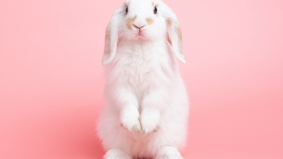 shutterstock_1828305617