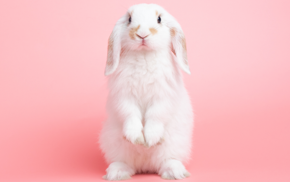 shutterstock_1828305617